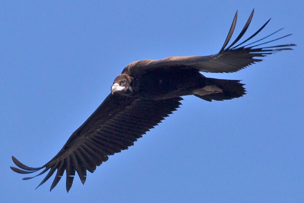 um abutre-preto a voar