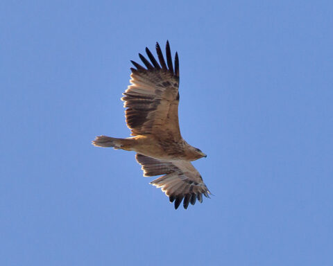 uma-águia-voa-de-asas-esticadas-no-céu-azul