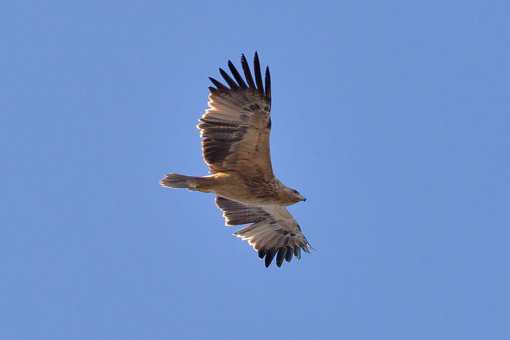 uma-águia-voa-de-asas-esticadas-no-céu-azul