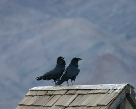 duas-aves-pretas-estão-pousadas-no-cimo-de-um-telhado