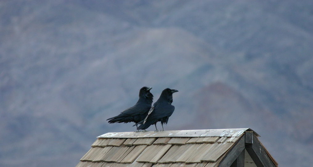 duas-aves-pretas-estão-pousadas-no-cimo-de-um-telhado