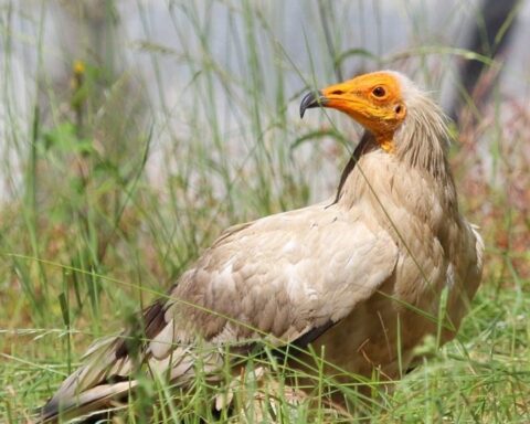 abutre-do-egito-observado-de-perfil