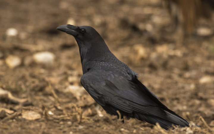 um-ave-grande-preta-está-pousada-de-perfil-no-solo-castanho