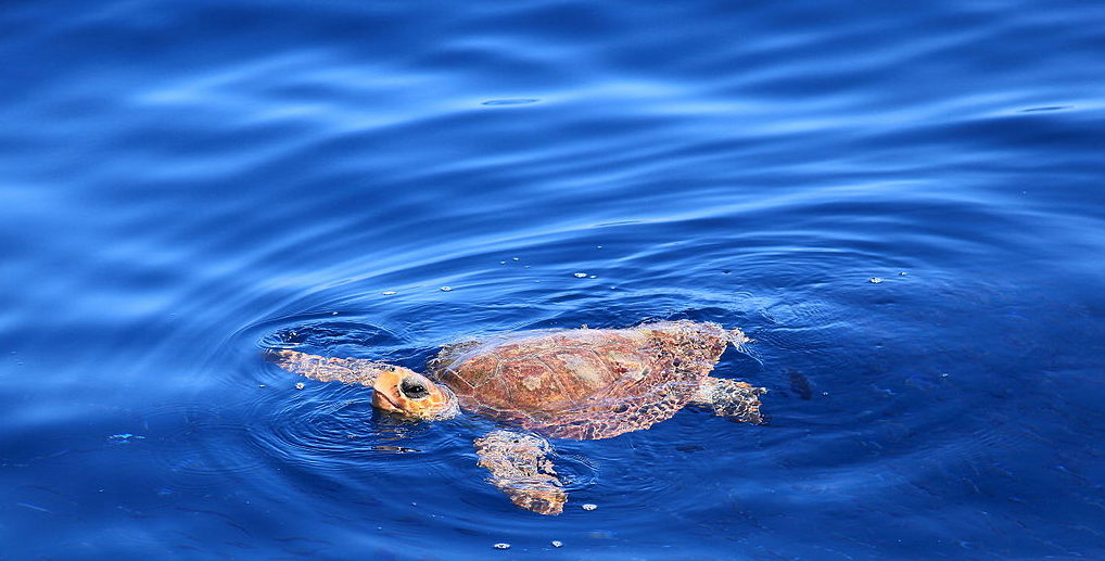 uma-tartaruga-nada-a-tona-do-mar-azul