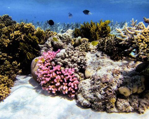 corais-de-cores-vivas-cobrem-o-leito-do-oceano