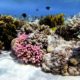 corais-de-cores-vivas-cobrem-o-leito-do-oceano