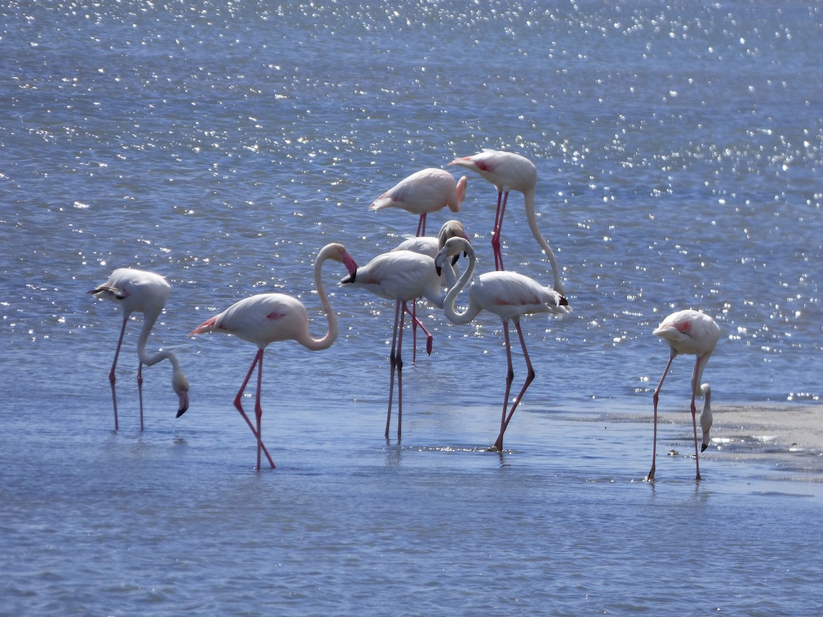 Flamingos. Foto: Marc Pascual/Pixabay