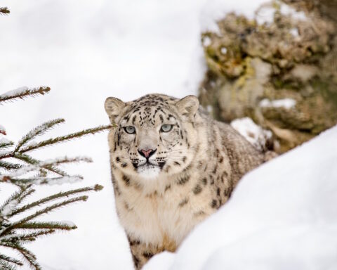 Leopardo-das-neves. Foto: Pixabay
