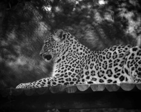 Leopardo da pérsia descansa nas instalações do Jardim Zoológico de Lisboa