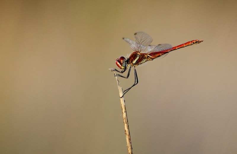 libélula de corpo vermelho pousada num pequeno ramo
