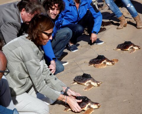 um grupo de pessoas agachadas junto a pequenas tartarugas marcadas com emissores na areia
