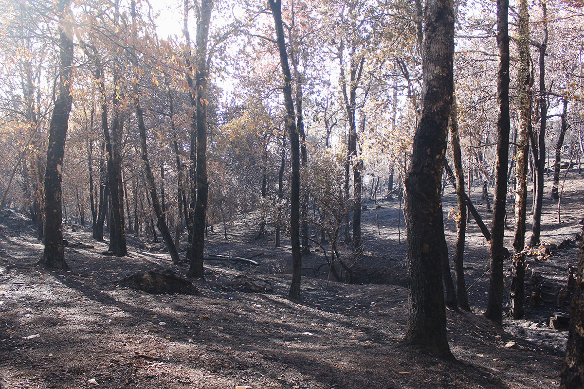 árvores queimadas