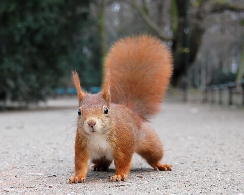 um esquilo vermelho com as quatro patas no chão