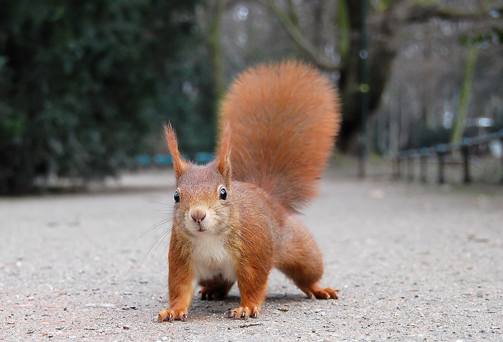 um esquilo vermelho com as quatro patas no chão