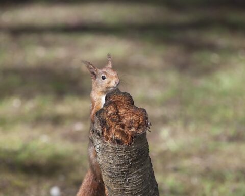 esquilo vermelho meio escondido atrás de um coto de árvore