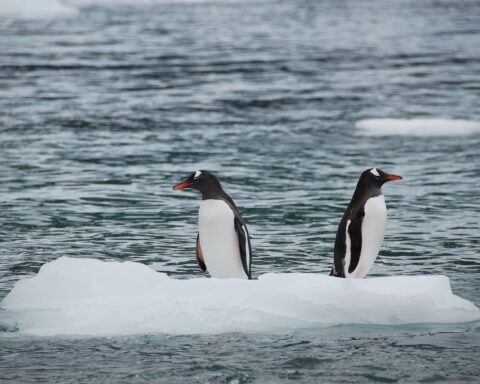 Dois pinguins em cima de um bloco de gelo no mar