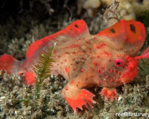 um peixe de mãos vermelhas no fundo do mar