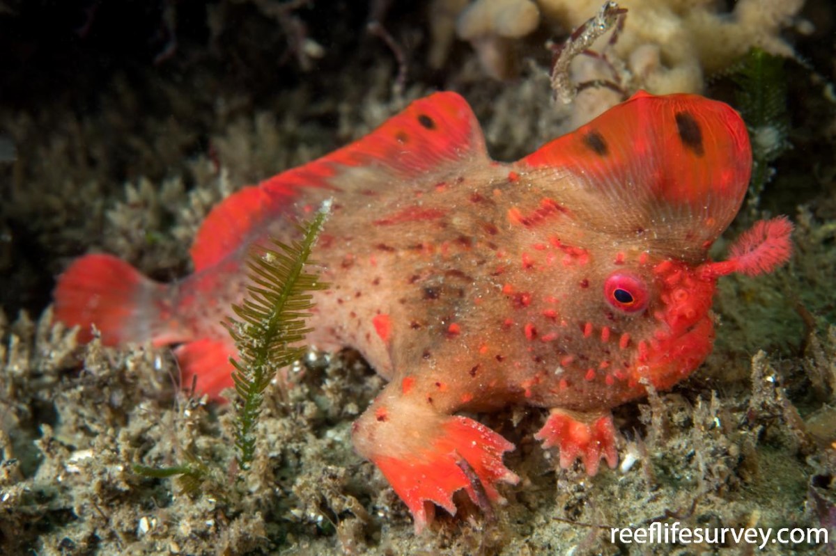 um peixe de mãos vermelhas no fundo do mar