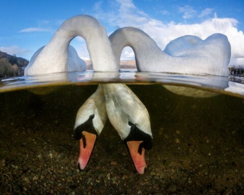 dois cisnes de pescoços cruzados procuram comida debaixo da água