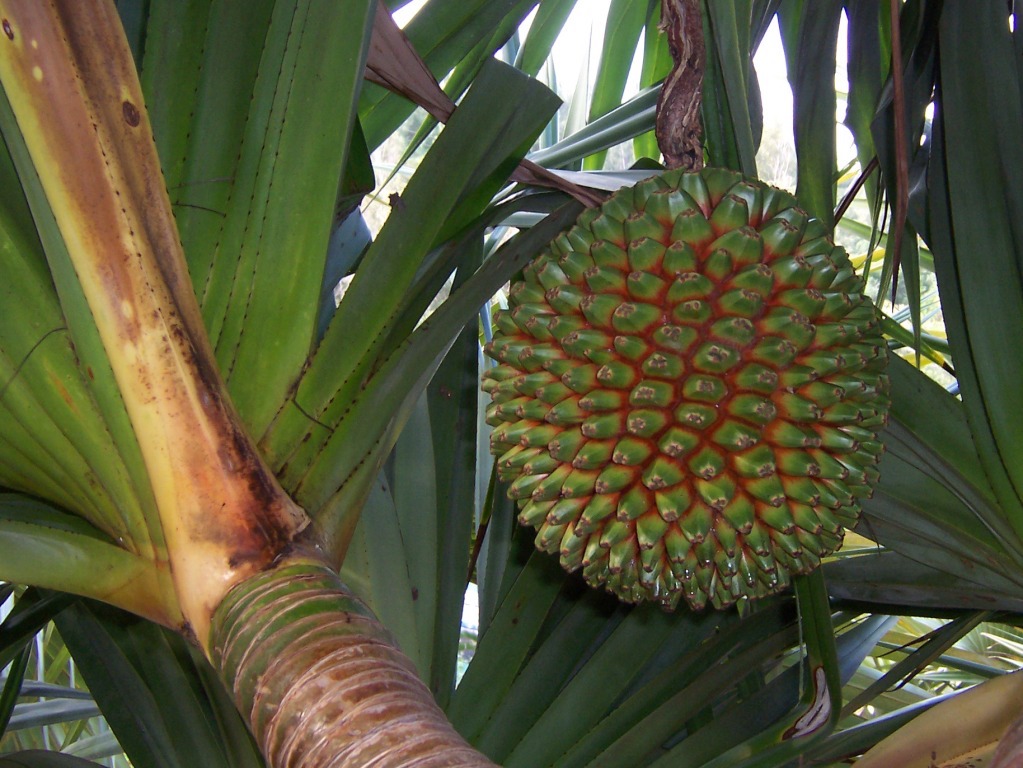 fruto de árvore Pandanus utilis