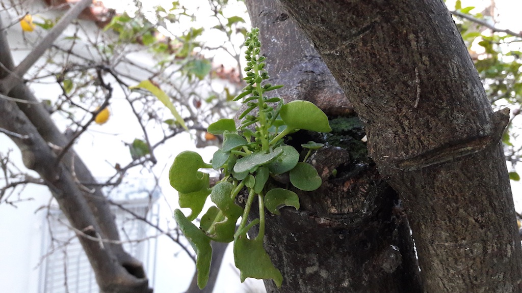 uma planta que sai de um tronco de árvore
