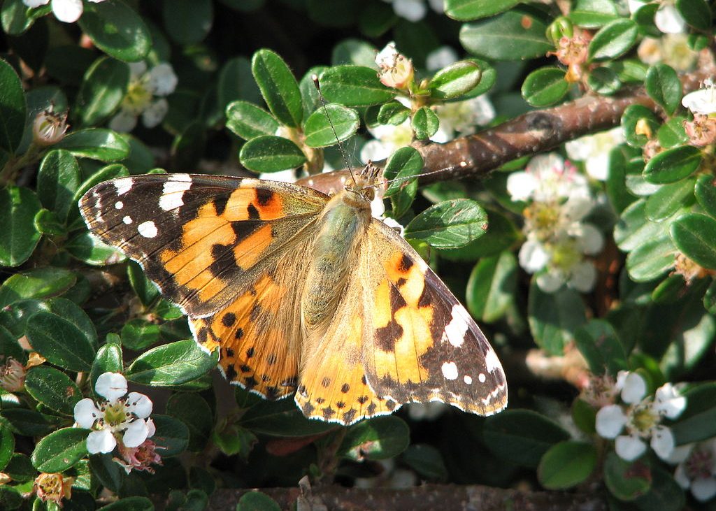 uma borboleta bela-dama