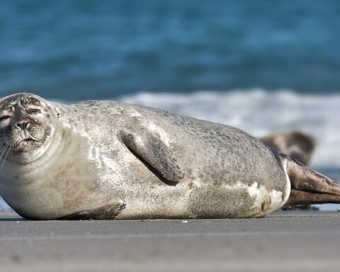 uma foca-comum