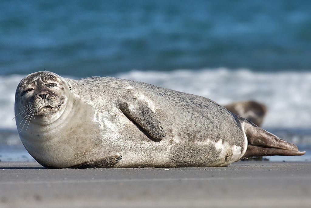 uma foca-comum