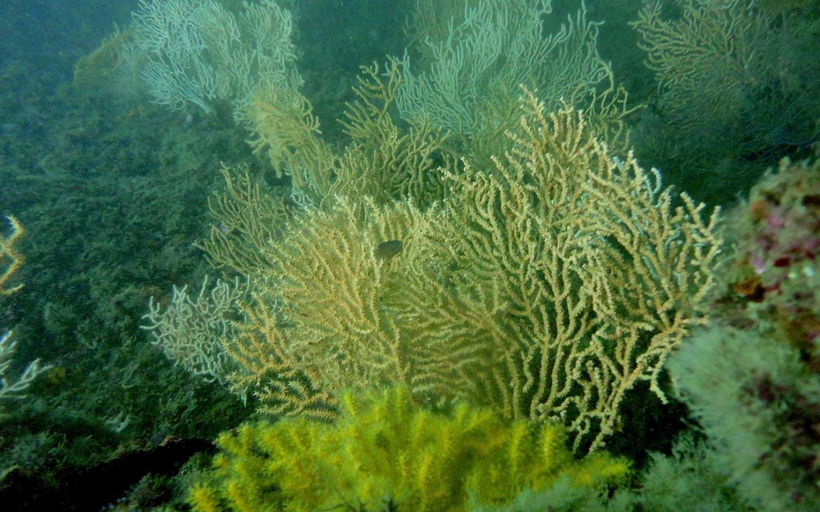 corais no fundo do mar