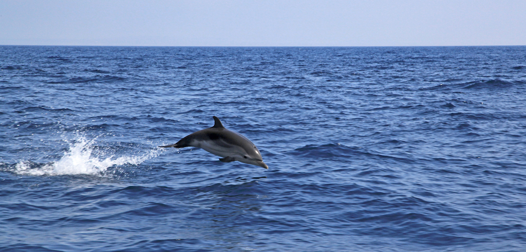 golfinho riscado a saltar no mar