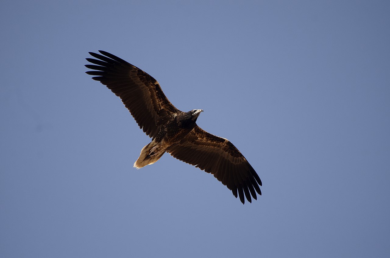 abutre do Egipto visto de baixo, em voo