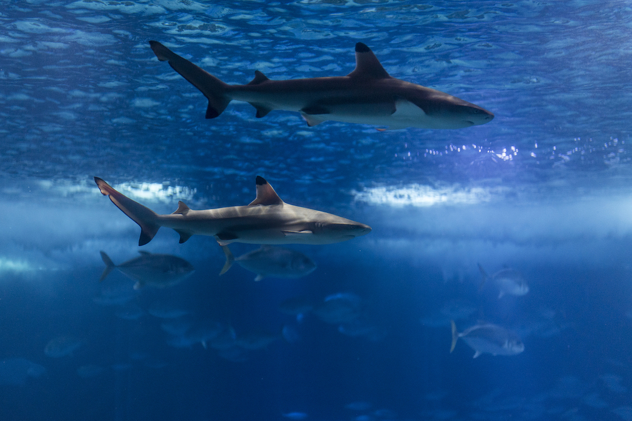 Tubarões-de-pontas-negras no Oceanário