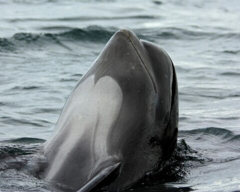 baleia-piloto com cabeça fora da água
