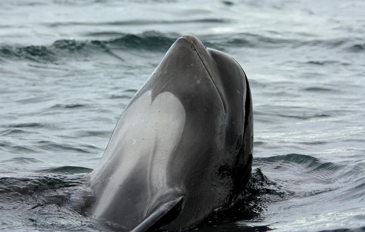 baleia-piloto com cabeça fora da água