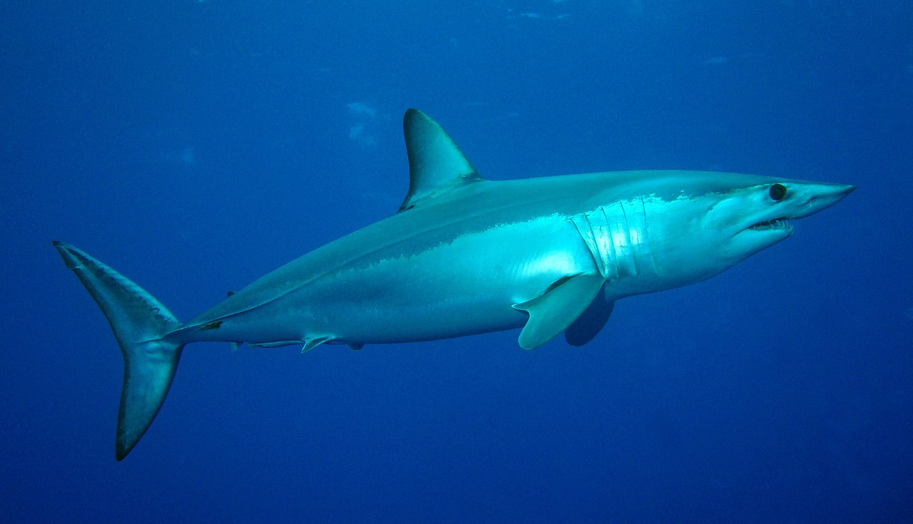tubarão-anequim de perfil, dentro da água