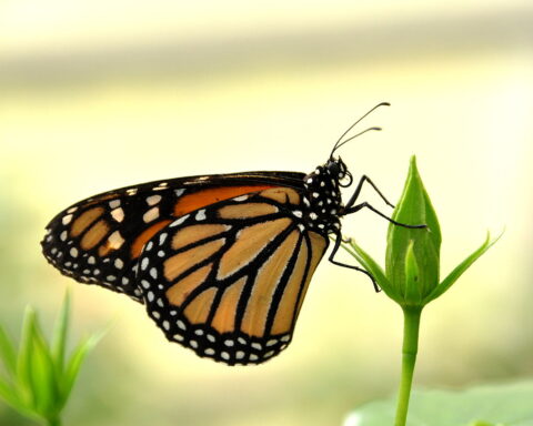 uma borboleta-monarca, de perfil