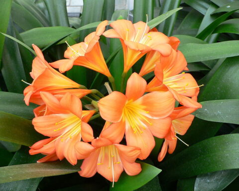 planta de flores laranja
