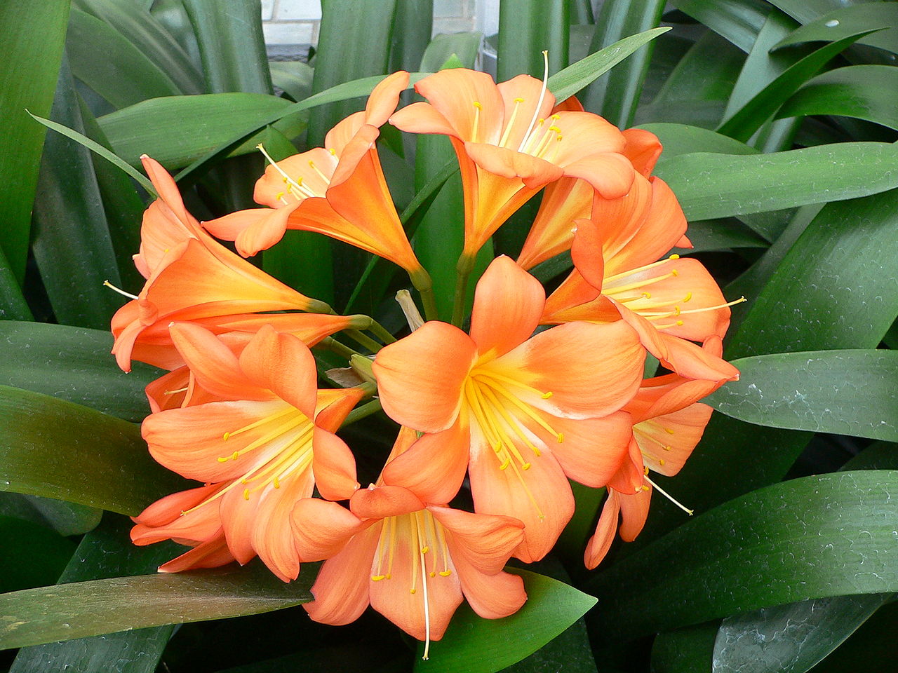 planta de flores laranja