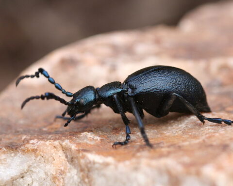 escaravelho preto