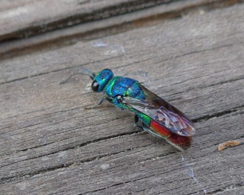 vespa-cuco, verde azulada e rubi