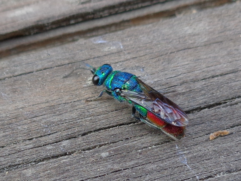 vespa-cuco, verde azulada e rubi