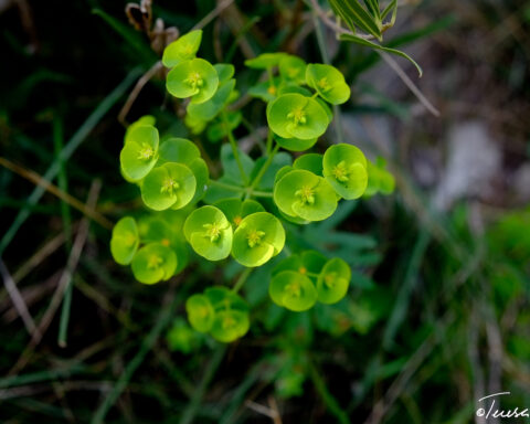planta verde