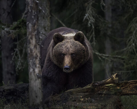 um urso-pardo numa floresta