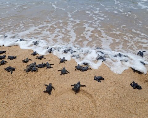 crias de tartaruga marinha