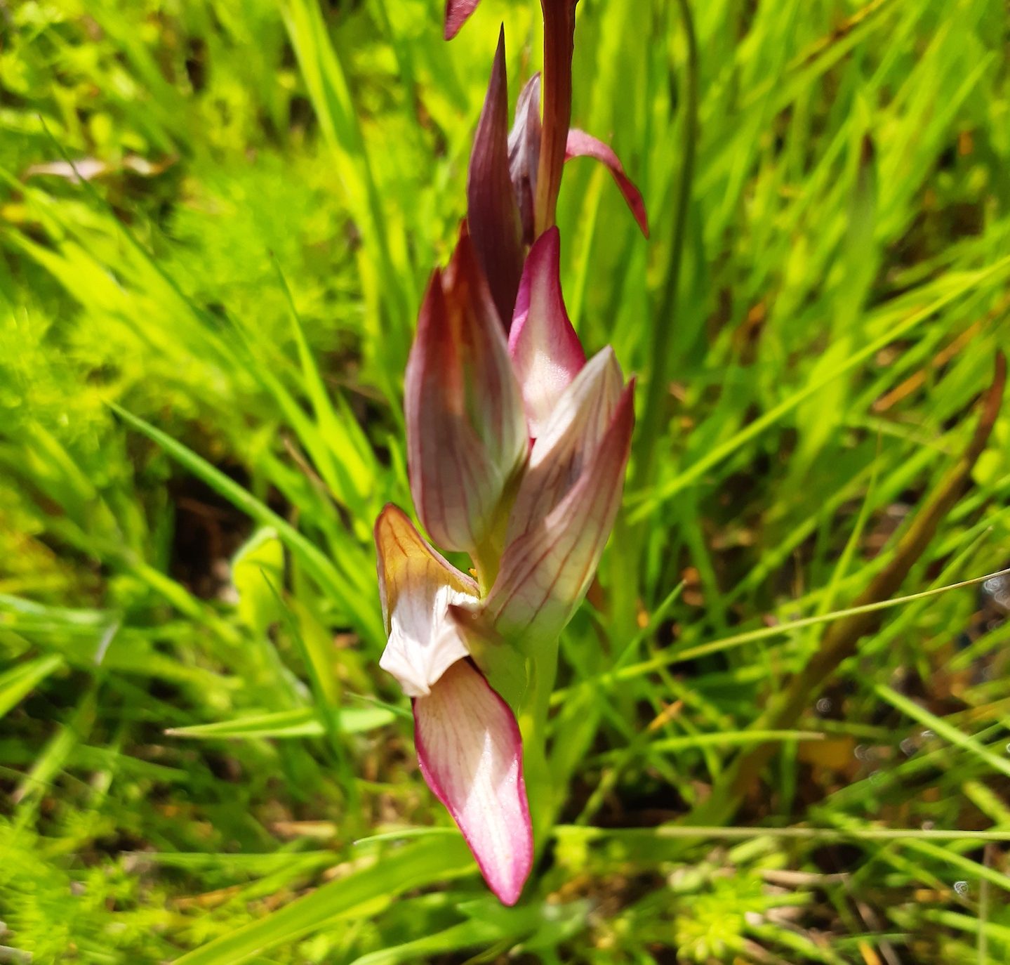 Que espécie é esta: orquídea erva-língua - Wilder