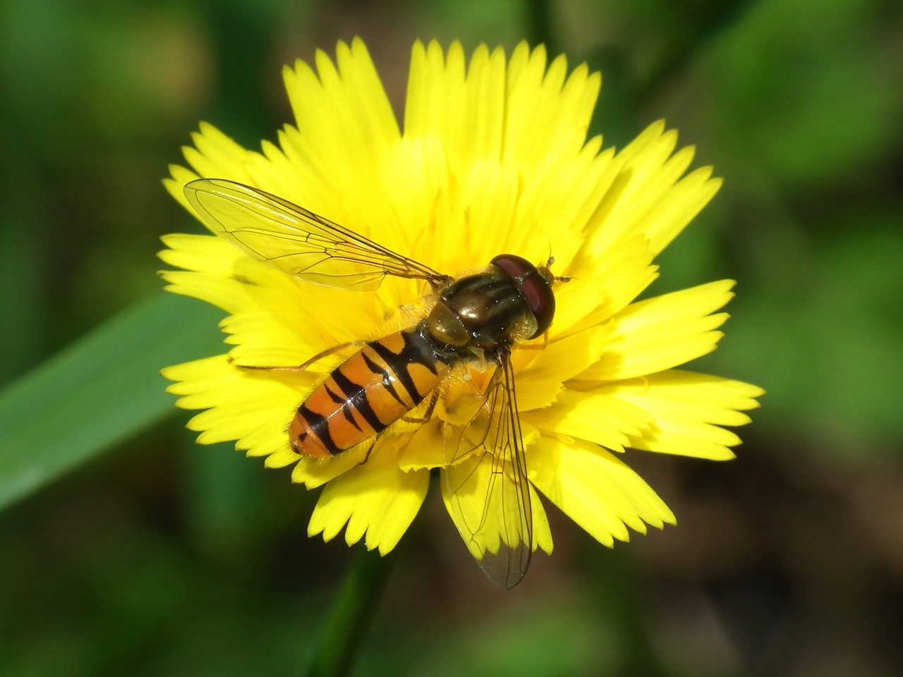 mosca de corpo amarelo sobre flor amarela