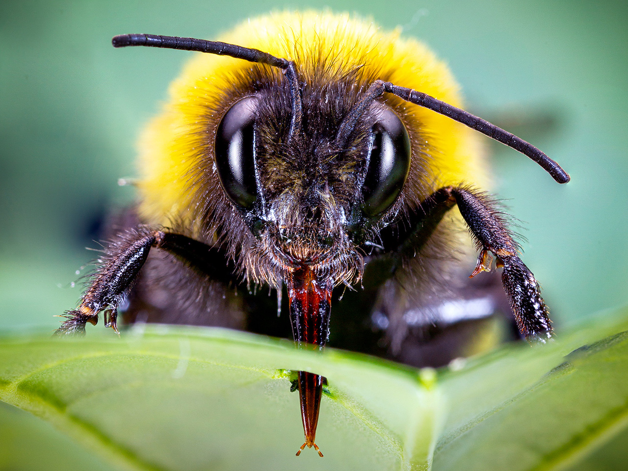 Abelhões (género Bombus) · BioDiversity4All