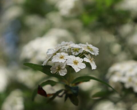 flores brancas pequenas