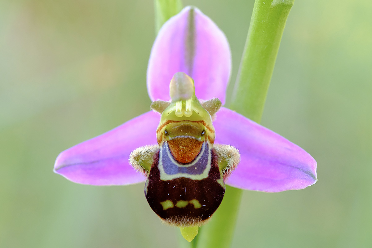 O que queremos ver em flor: Erva-abelha - Wilder