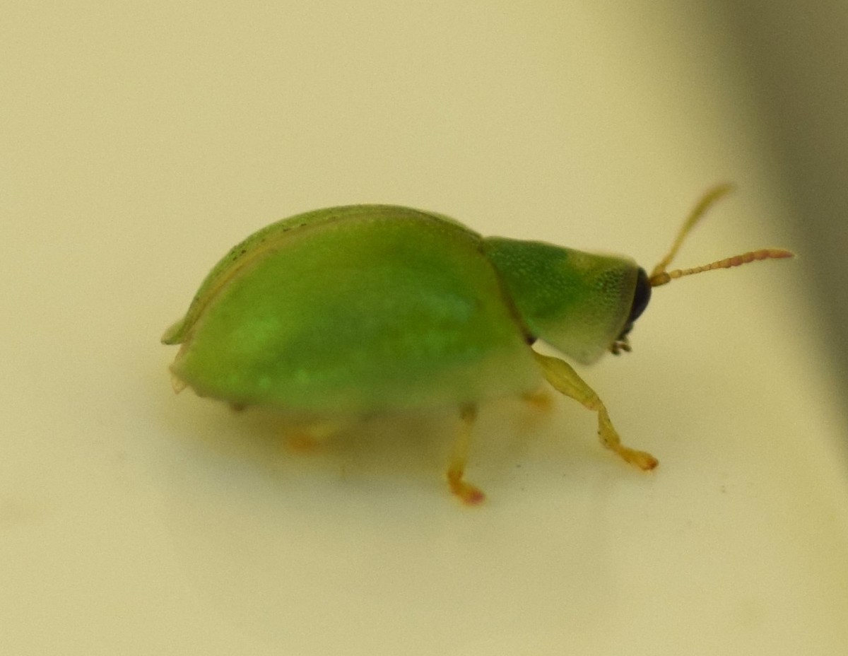 Insectoverde1 - Wilder